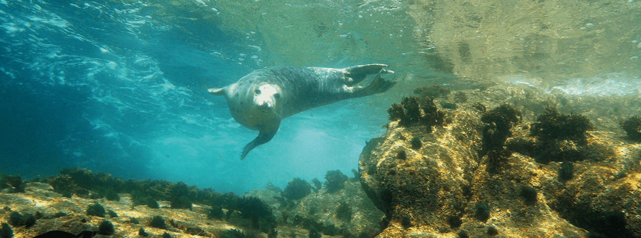 Grey Atlantic Seal Swimming - Snorkelling Adventures - St Martin's, ISles of Scilly