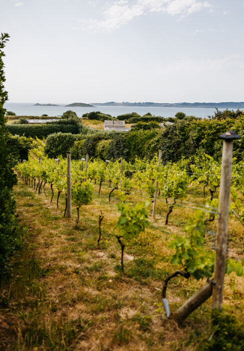 St Martin’s Vineyard