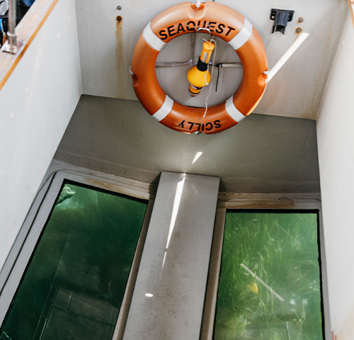The glass bottom of SeaQuest - Isles of Scilly